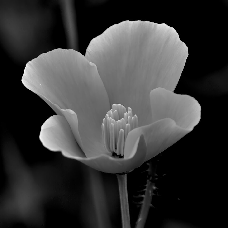 Black floral nature