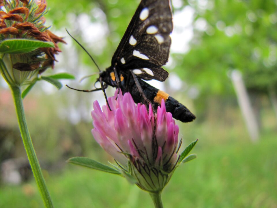 Nature sheer macro