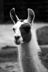 Nature animal animal portrait