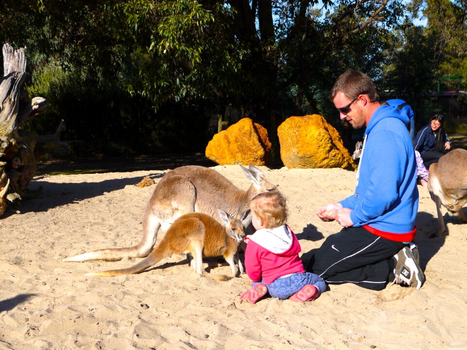 Feeding zoo kangaroo