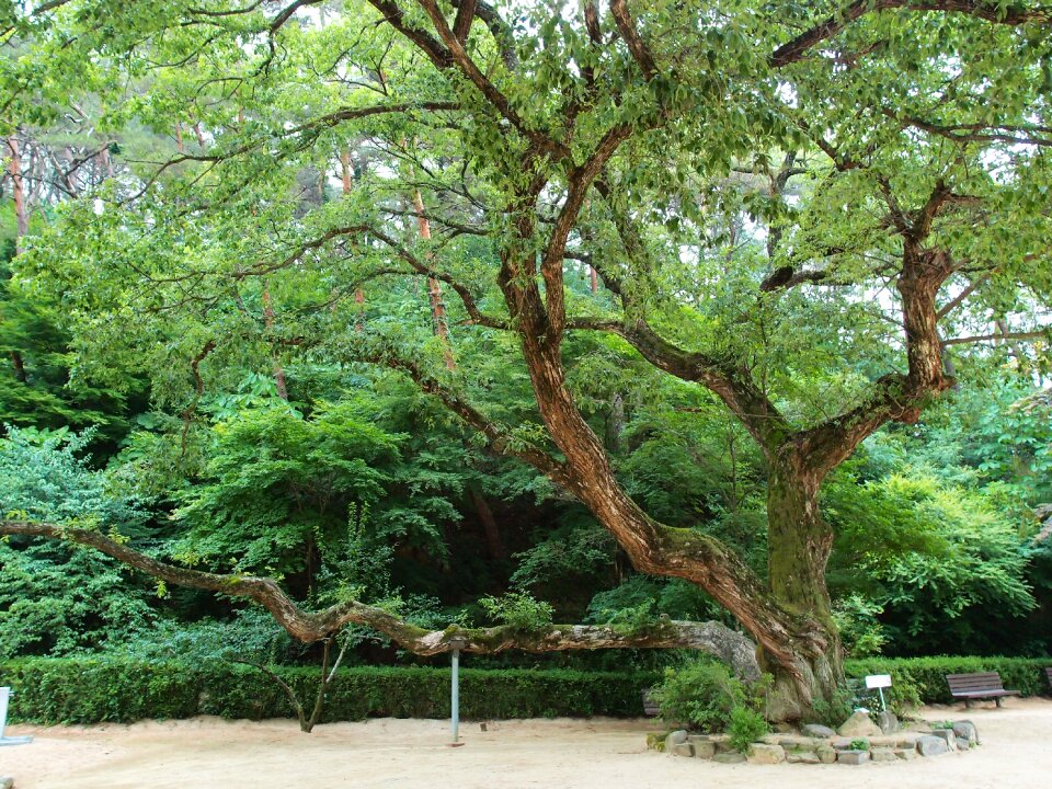 Dosan seowon old wood wood