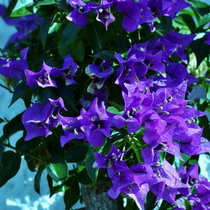 Flowering shrub garden summer