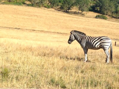 Field africa savanna