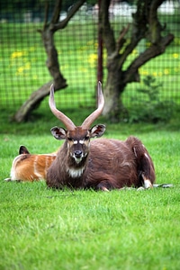 Antelope brown deer photo