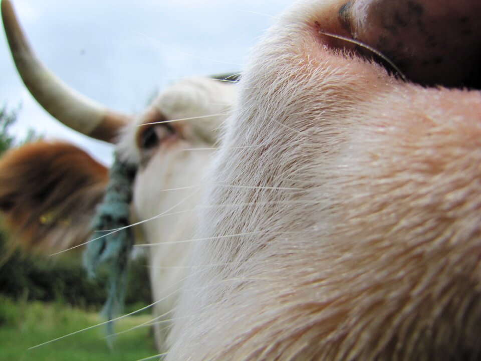 Farm animals hair horn photo