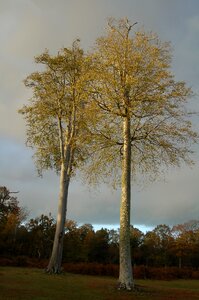 Natural wood light