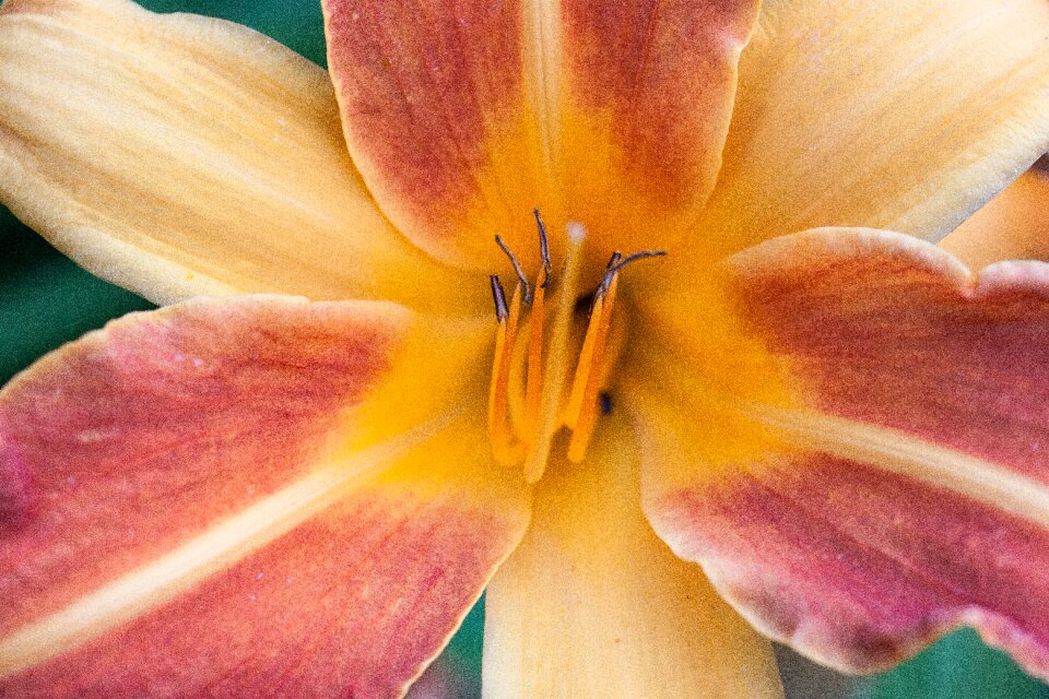 Flower plant nature