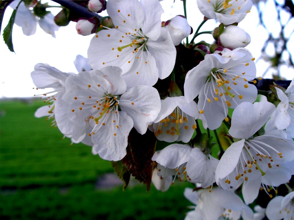 White apple tree apple blossom branch