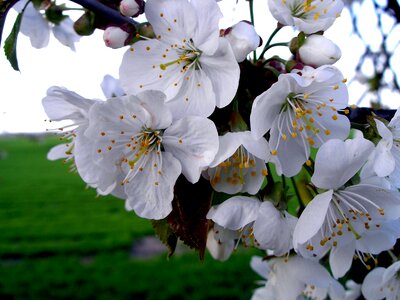 White apple tree apple blossom branch photo