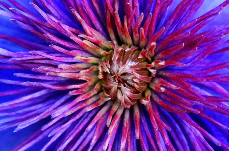 Purple macro flower