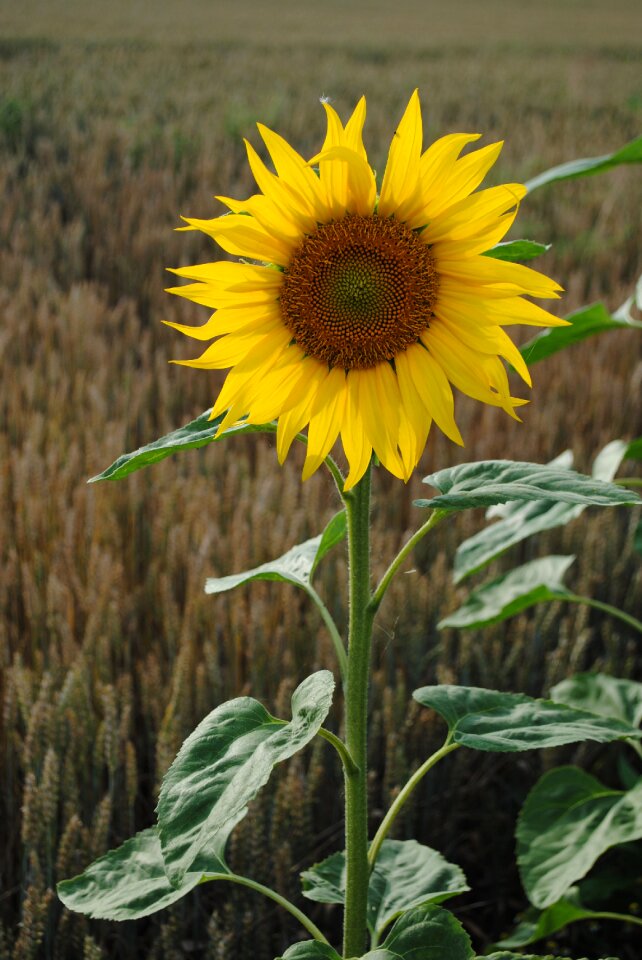 Flower yellow green