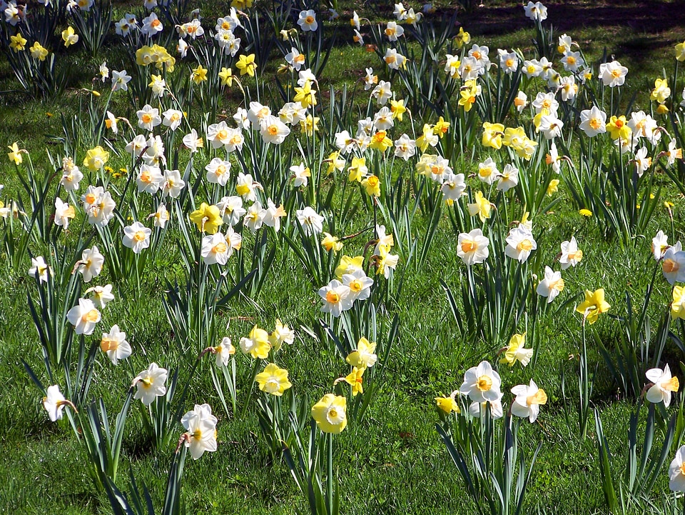 Easter floral season