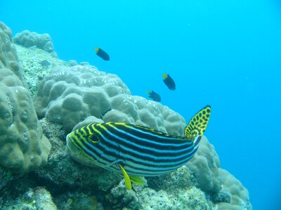 Water ocean anemone photo