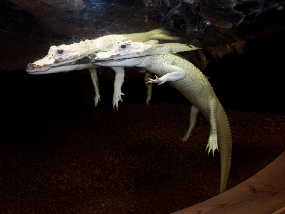 Carnivore wildlife dangerous