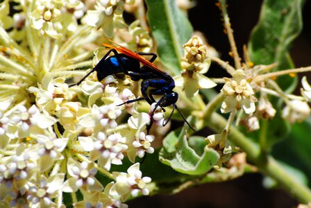 Flower insect photo