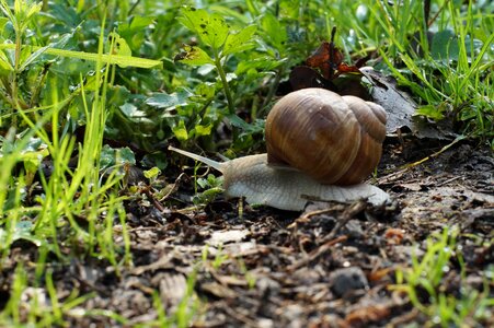 Snail shell Free photos