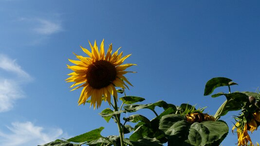 Yellow nature sky