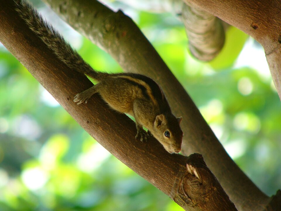 Squirrel animal wild