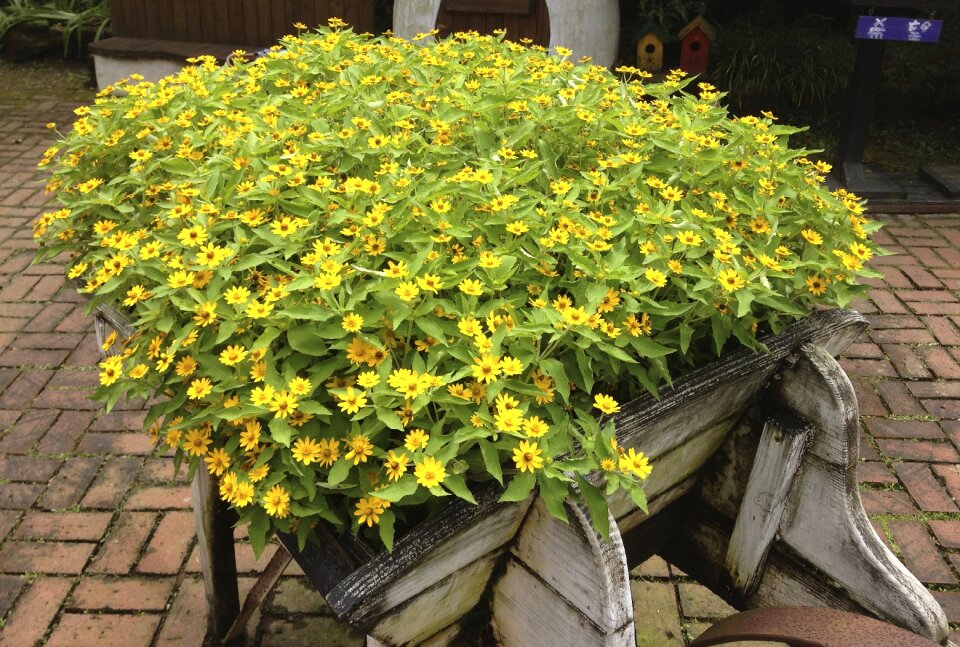 Small chrysanthemum potted plants plant