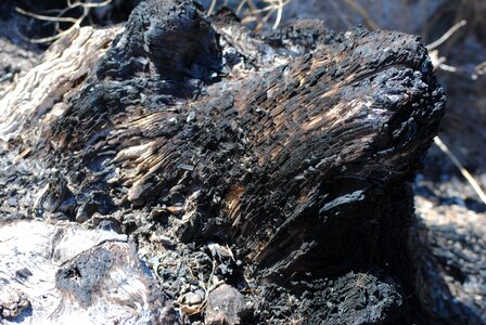 Wood ashes photo