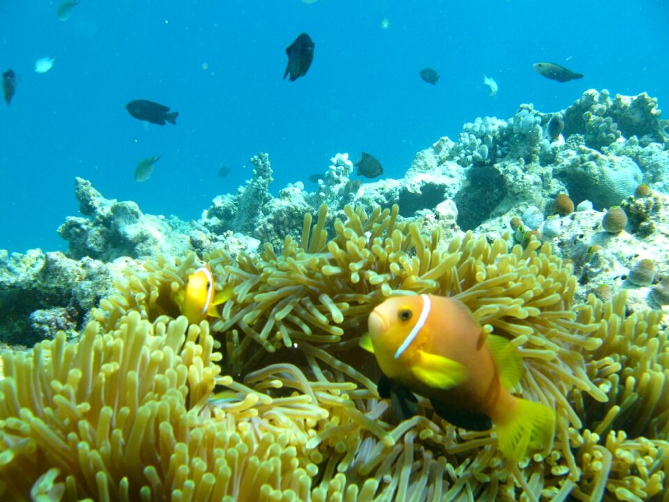 Clown maldives anemone photo