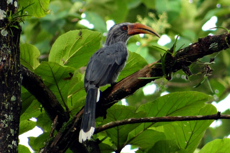Endemic western ghats hornbill reserve