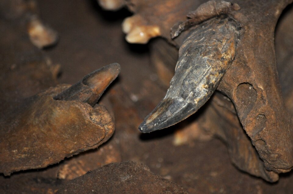 Cave animal the cave of the bear poland