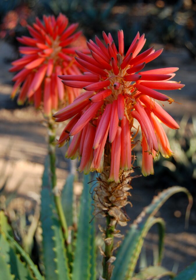 South africa flora red