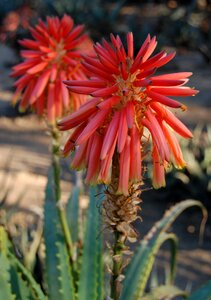 South africa flora red photo