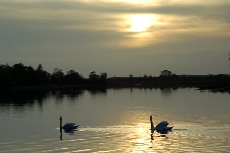 Reflection bird calm