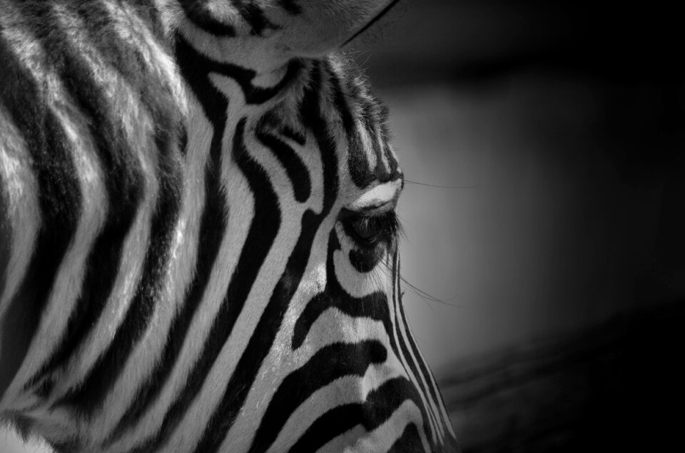 Animal animal world nature