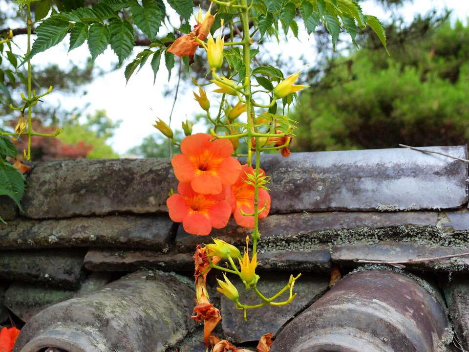Hanok roof tile summer