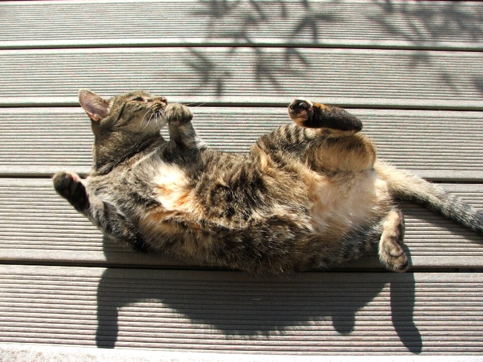 European shorthair animal felidae