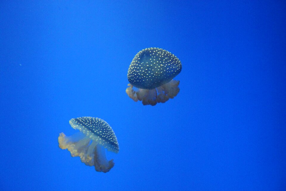 Jellyfish ocean sea