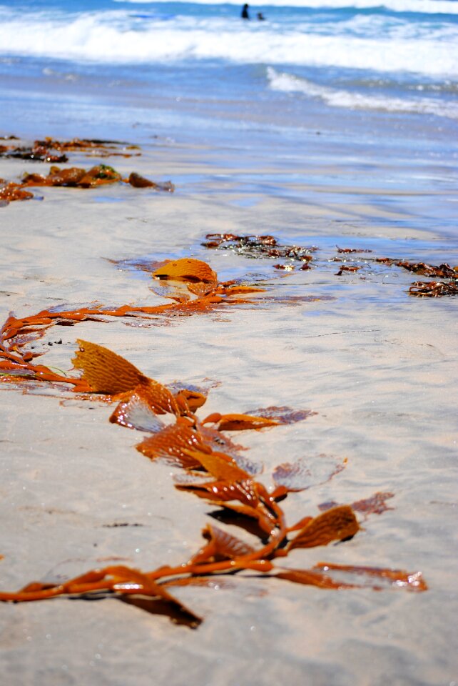 Ocean plant