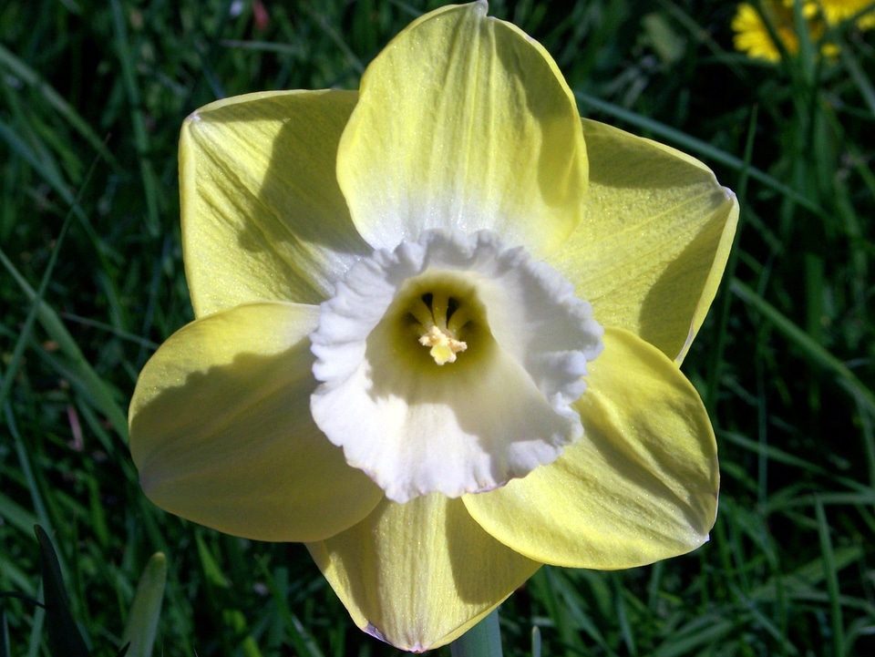 Light yellow petals white