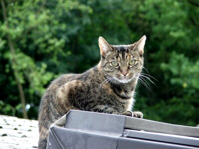 European shorthair animal felidae photo