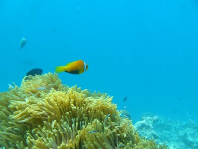 Clown maldives anemone photo