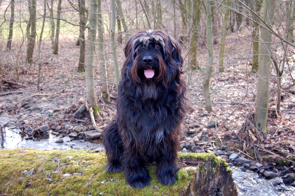 Pet black animal