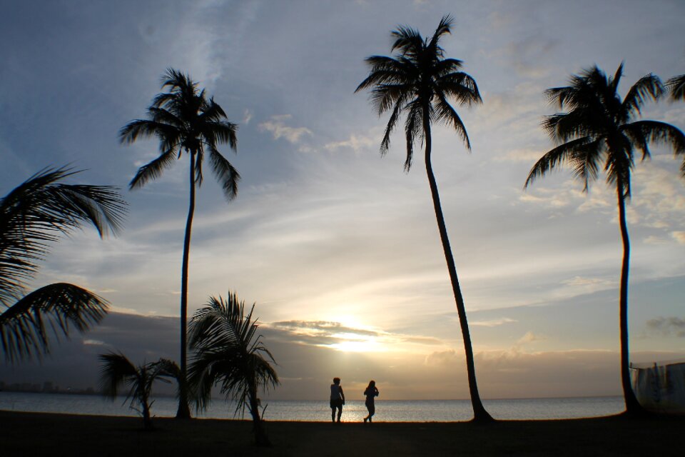 Tropical silhouette sky