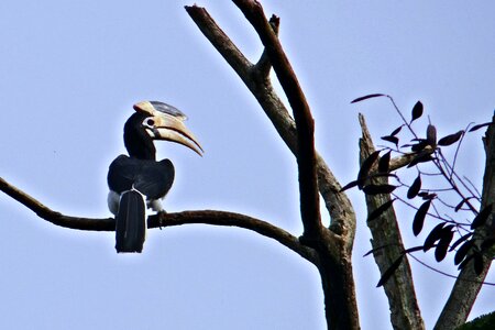 Bird hornbill tropical