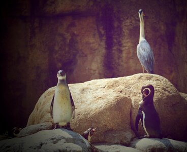 Animal world nature water bird