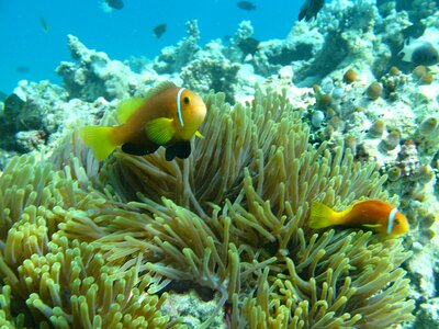 Ocean fish reef photo