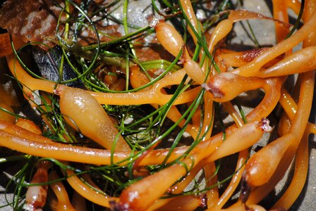 Ocean plant