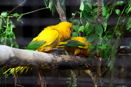 Pair birds yellow