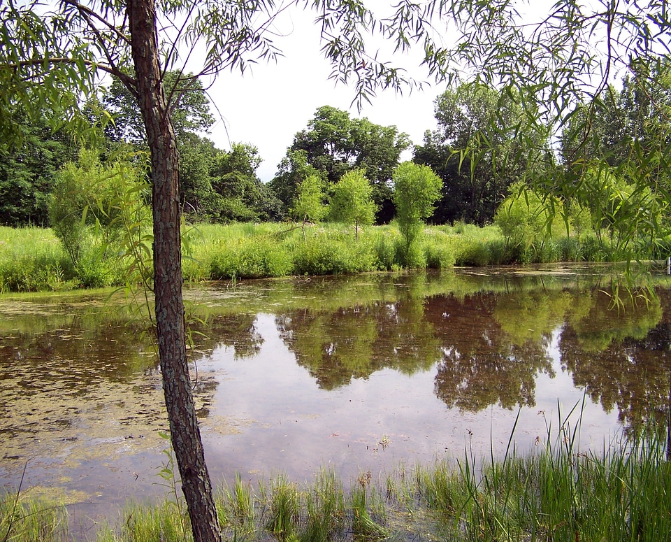 Reflection trees summer