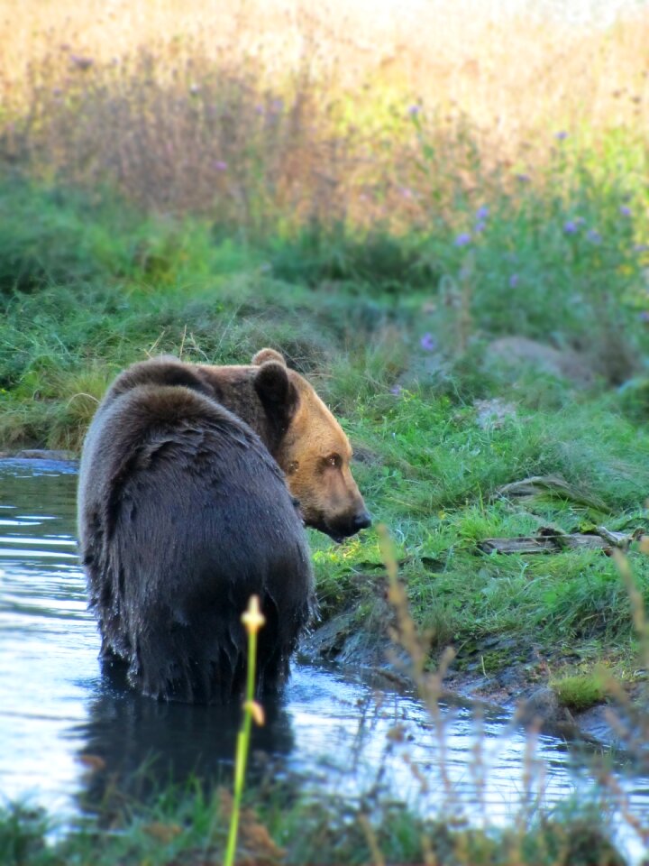 Spring wildlife park teddy