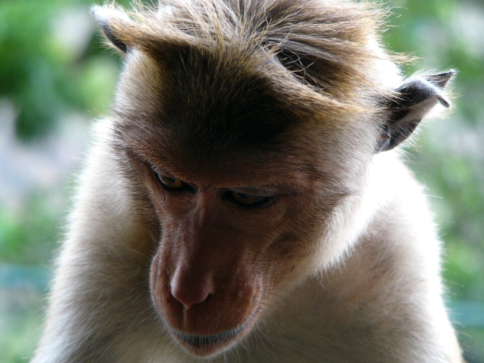 Monkey animal wild