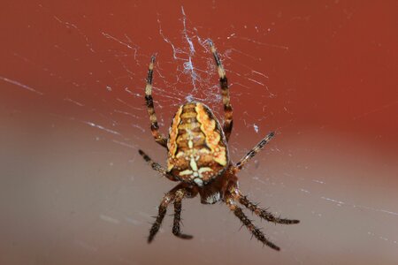 Hair web small