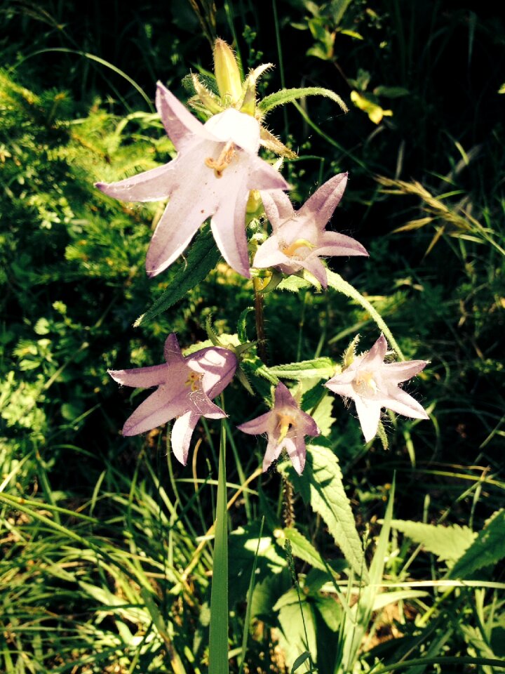 Wild flower plant bells